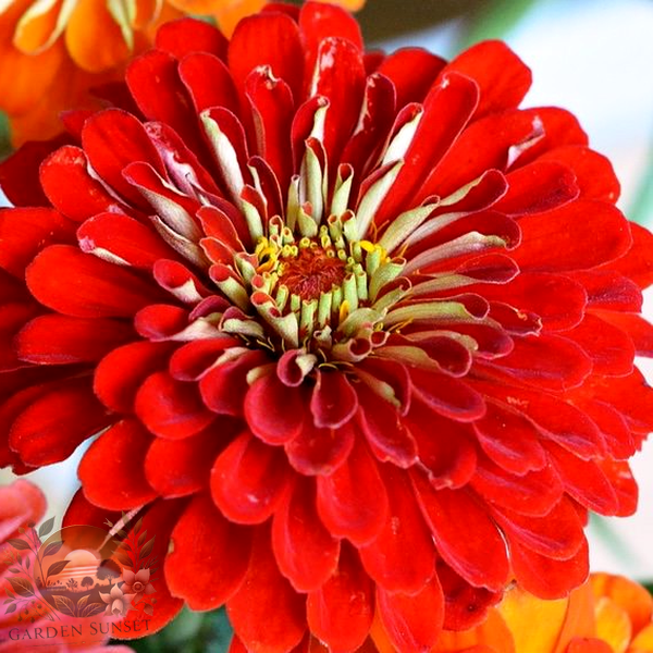 Zinnia Scarlet Flame