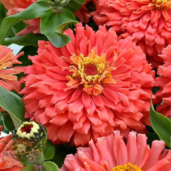 Zinnia Senora