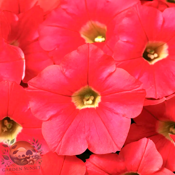 Petunia Shock Wave® Coral Crush