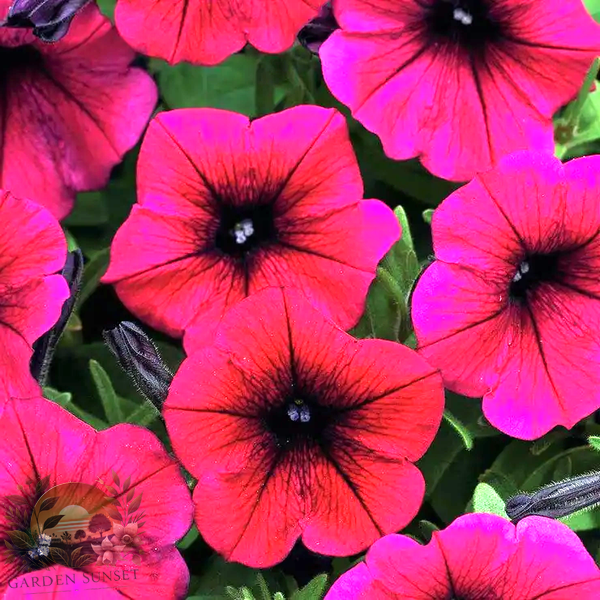 Petunia Shock Wave® Deep Purple