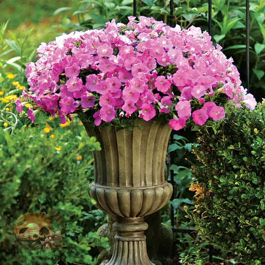 Petunia Shock Wave® Pink Shades