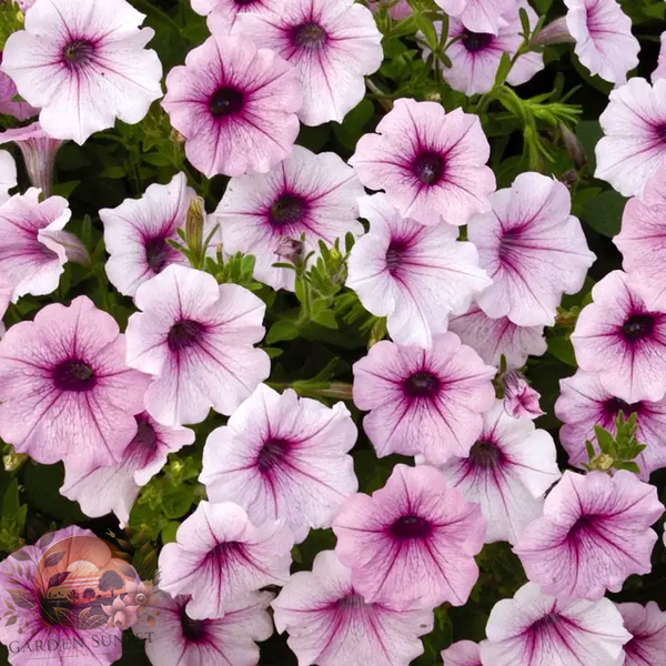 Petunia Shock Wave® Pink Vein