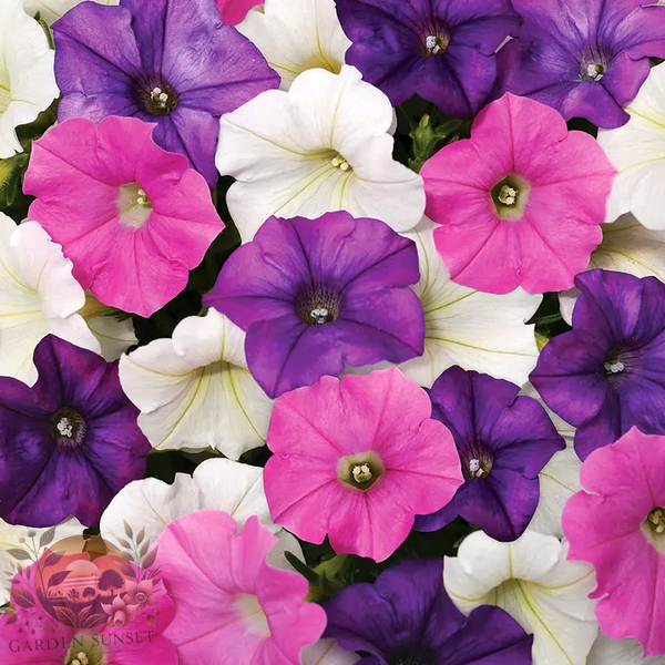 Petunia Shock Wave® Spark Mix