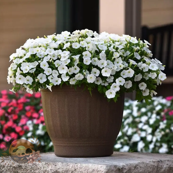 Petunia Shock Wave® White