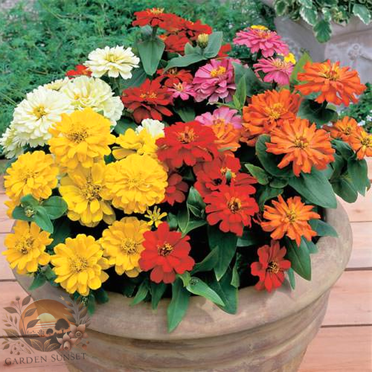 Zinnia Short Stuff Mix