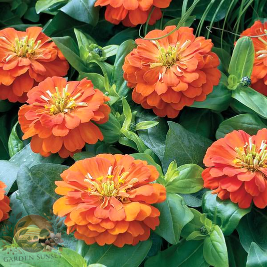 Zinnia Short Stuff Orange