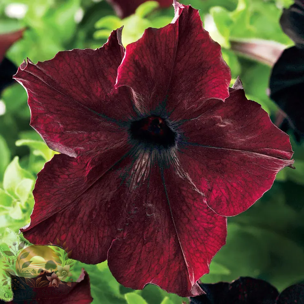 Petunia Sophistica® Blackberry