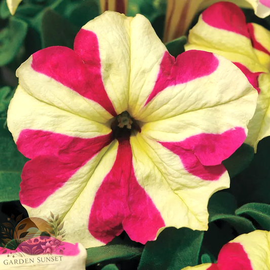 Petunia Sophistica® Lime Bicolor