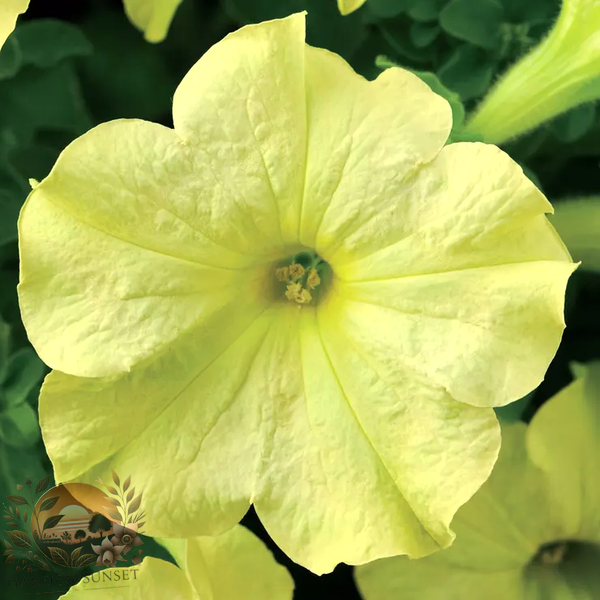 Petunia Sophistica® Lime Green