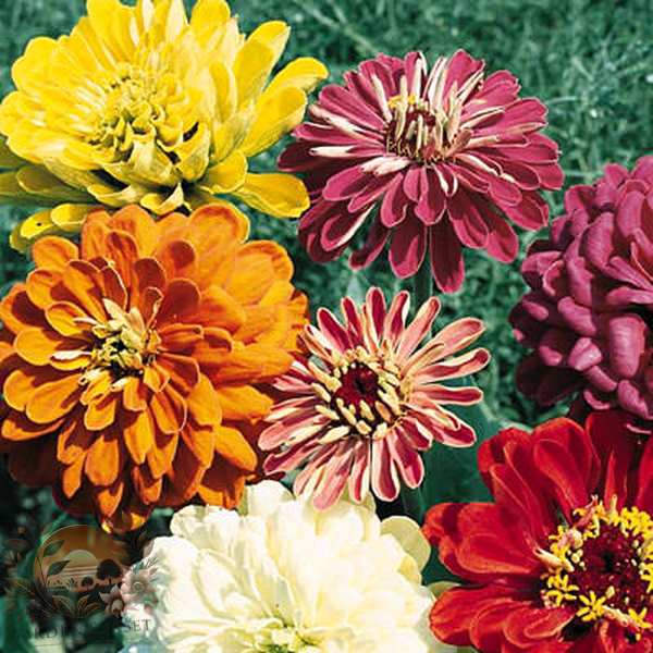 Zinnia State Fair Mix