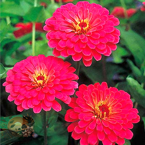 Zinnia Sun Cherry Hybrid