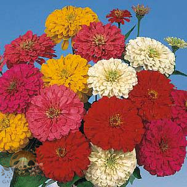 Zinnia Sun­shine Hybrid Mix