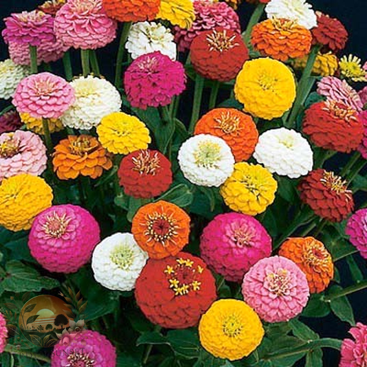 Zinnia Sunbow Mix