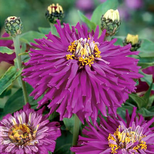 Zinnia Super Cactus Lilac Emperor