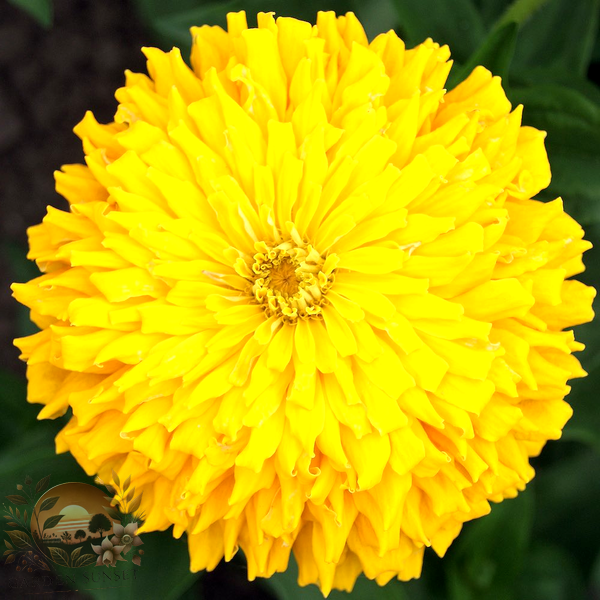 Zinnia Super Cactus Sungod