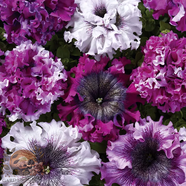 Petunia Superbissima Cerny's Triumph