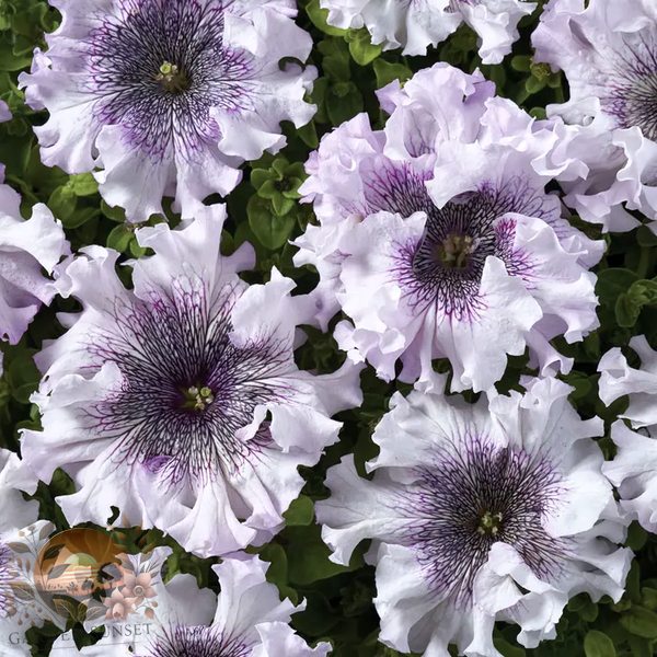 Petunia Superbissima Giant Alba