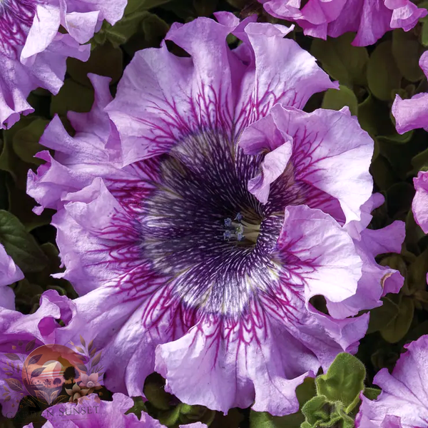 Petunia Superbissima Giant Rose