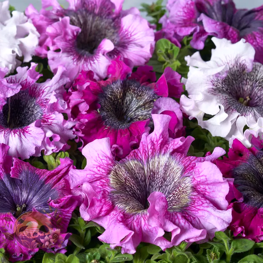 Petunia Superbissima Mix