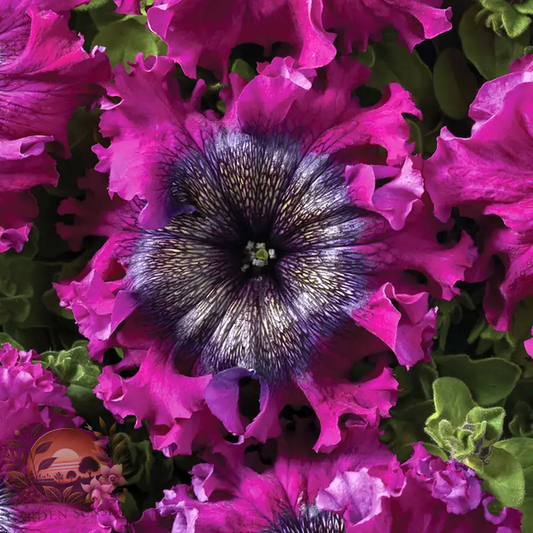 Petunia Superbissima Wine Red