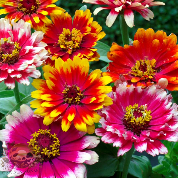 Zinnia Swirls Mixed