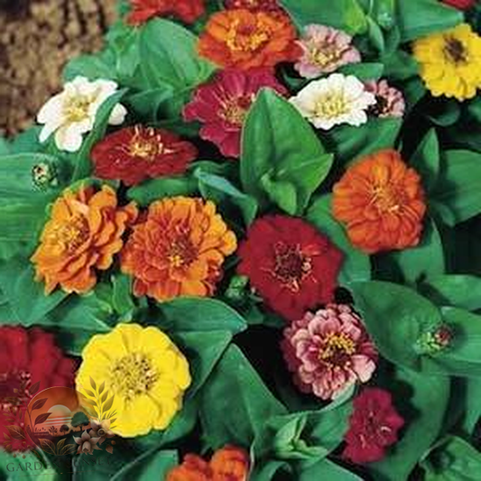 Zinnia Thum­belina Mix