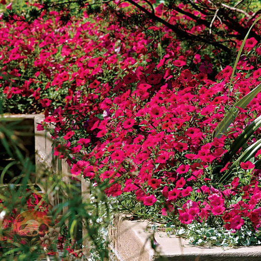 Petunia Tidal Wave® Cherry