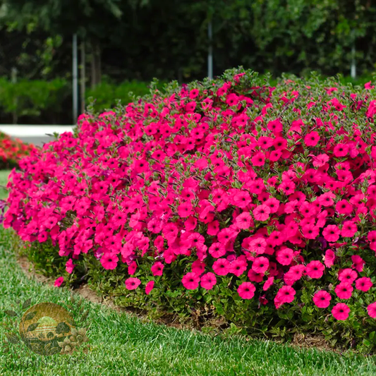 Petunia Tidal Wave® Hot Pink