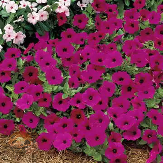 Petunia Tidal Wave® Purple