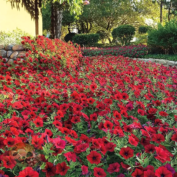 Petunia Tidal Wave® Red Velour