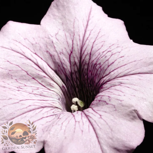 Petunia Tidal Wave® Silver