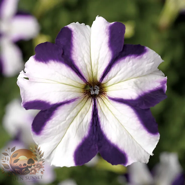 Petunia TriTunia™ Blue Star Hybrid