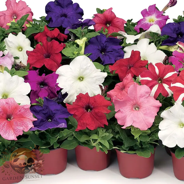 Petunia TriTunia™ Mix Hybrid