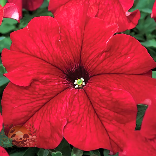 Petunia TriTunia™ Red Hybrid