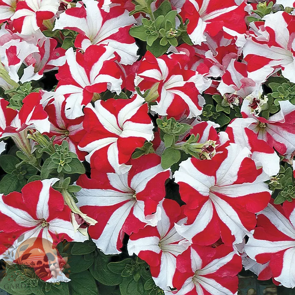 Petunia TriTunia™ Red Star Hybrid