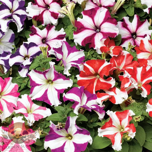 Petunia TriTunia™ Star Mix Hybrid