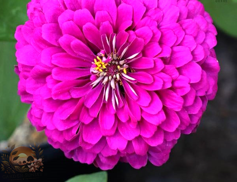 Zinnia Tudor