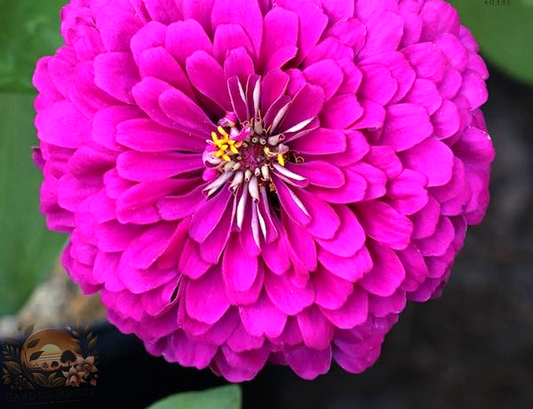 Zinnia Tudor