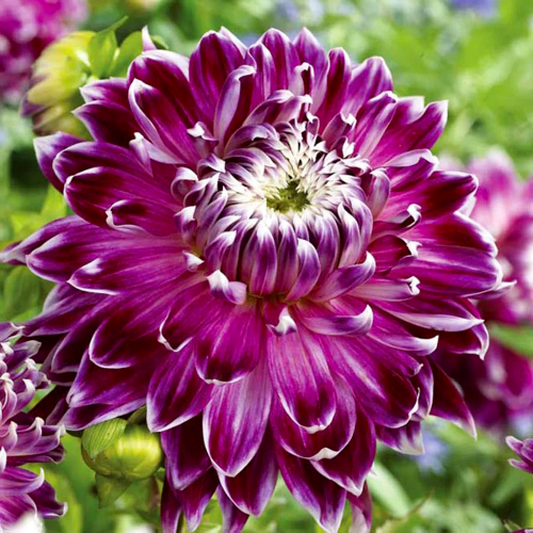 Dahlia Vancouver