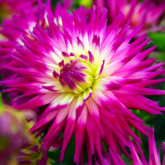 Dahlia Veritable