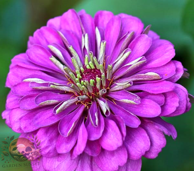 Zinnia Violet Queen