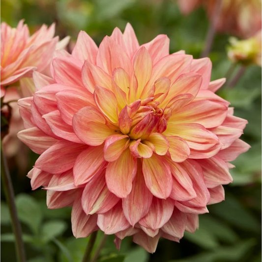 Dahlia Wanda's Aurora