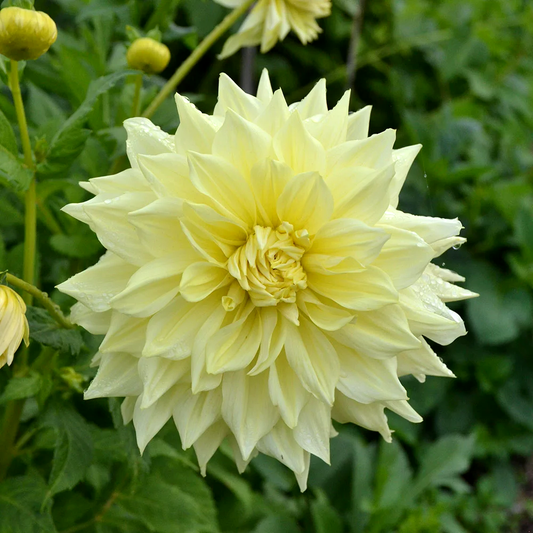 Dahlia Wanda's Capella