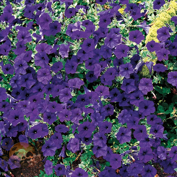 Petunia Wave® Blue Hybrid