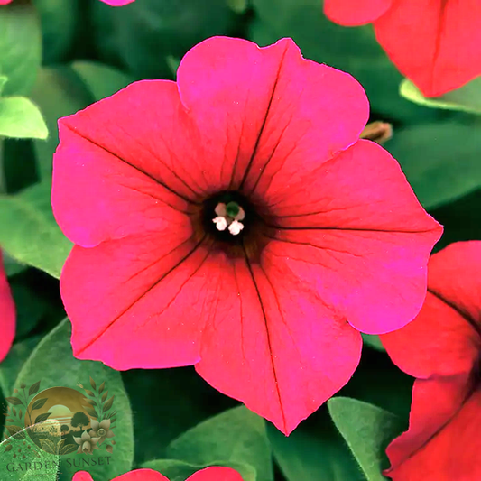 Petunia Wave® Carmine Velour