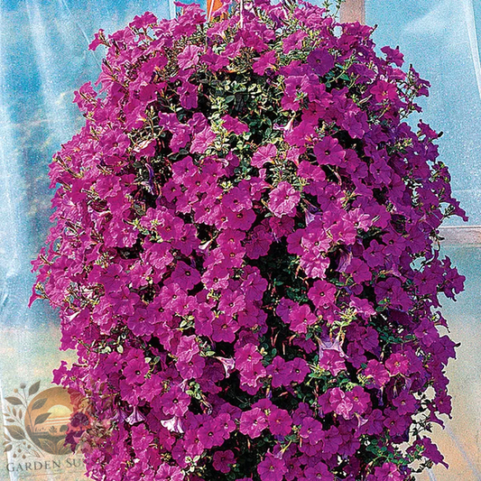 Petunia Wave® Lavender Hybrid