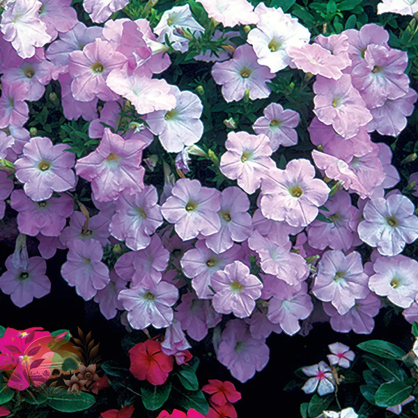 Petunia Wave® Misty Lilac Hybrid