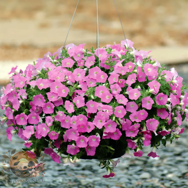 Petunia Wave® Pink