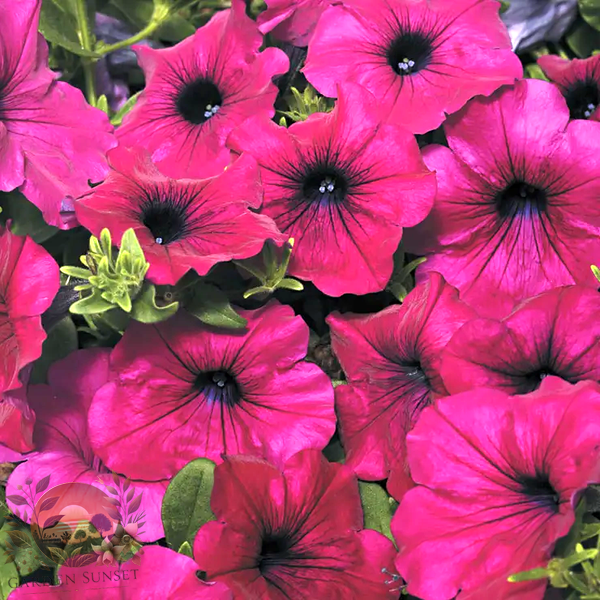 Petunia Wave® Purple Improved