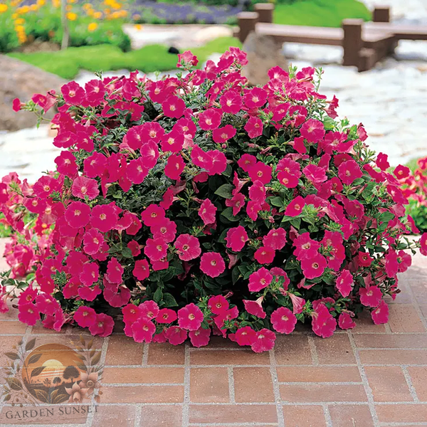 Petunia Wave® Rose Hybrid